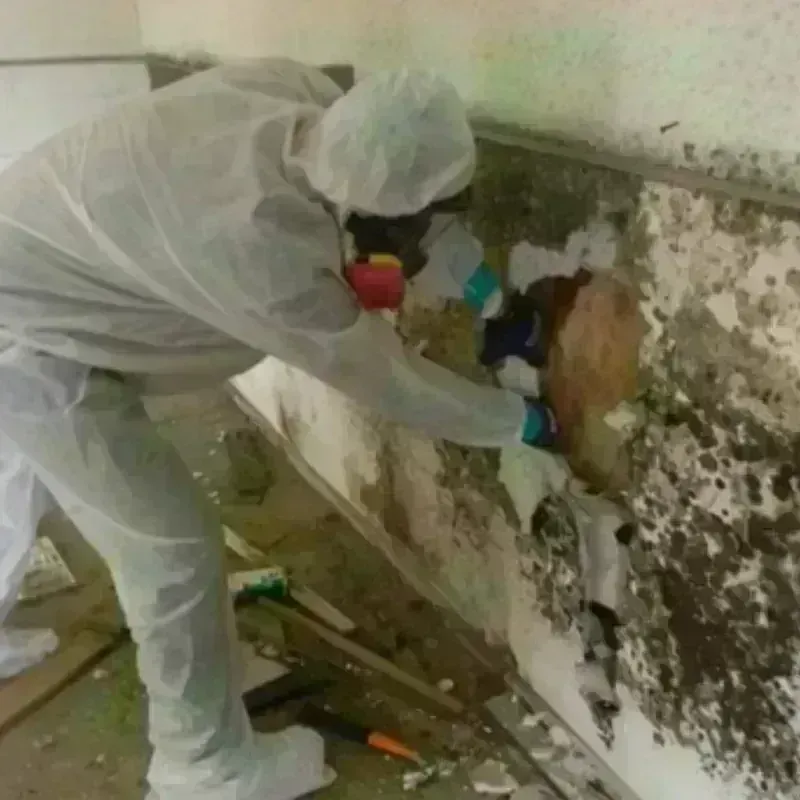 Mold Remediation and Removal in Hot Springs County, WY